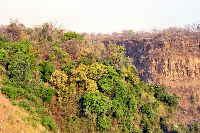 05401VicFallsZambiaPalmGroveGorge.JPG