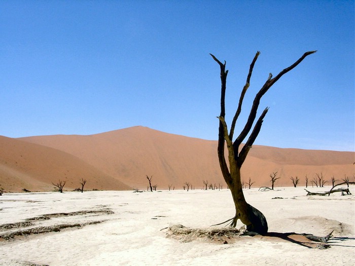 05630SossusvleiSaereTraerIDeadVlei.JPG