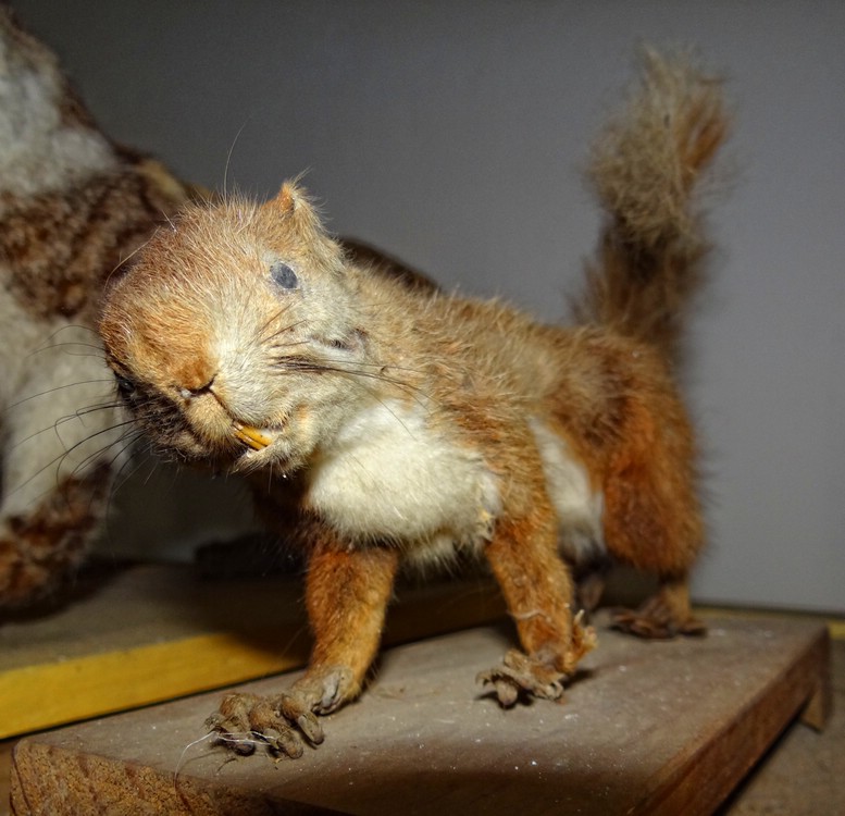 DSC02296ScarySquirrel.JPG