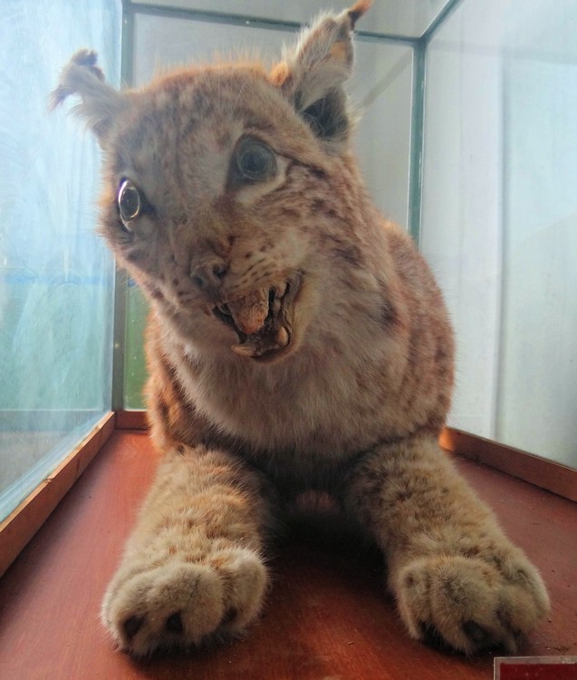 DSC02307LudicrousLynx.JPG