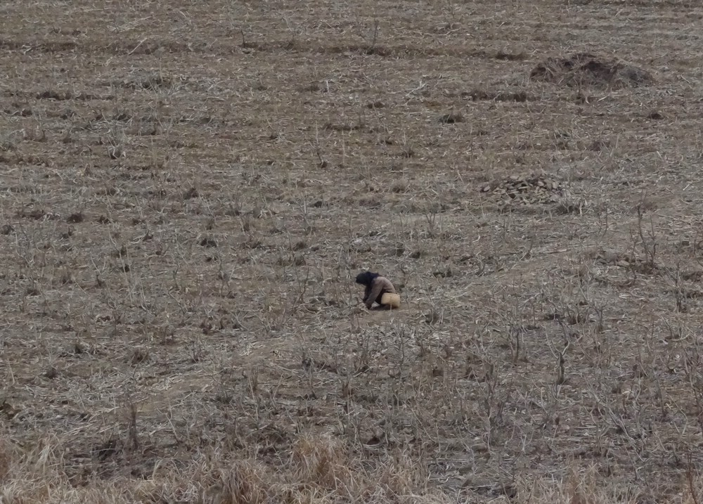 DSC02479FarmingInTheSpring.JPG