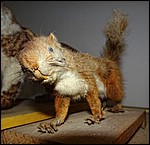DSC02296ScarySquirrel.JPG