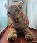 DSC02307LudicrousLynx.JPG
