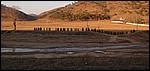 DSC03575Lemmings.JPG