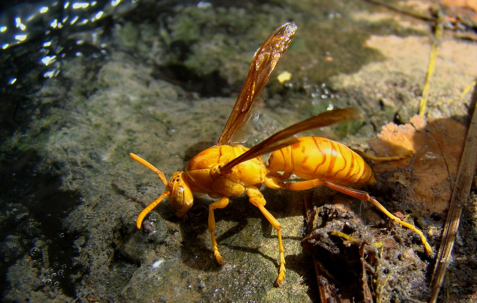 DSC03774AgraGoldenWasp.JPG