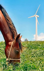 Horse on Fernando de Noronha