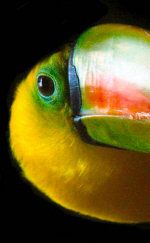 Portrait of a toucan